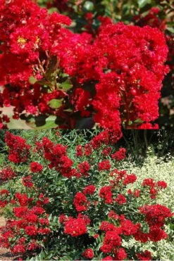 Red Rooster Crape Myrtle - 7 Gallon Pot -Plantify Shop Crape Myrtle Red Rooster 5 x750 1