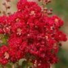 Red Rooster Crape Myrtle - 3 Gallon Pot -Plantify Shop Crape Myrtle Red Rooster 6 1