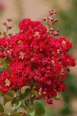 Red Rooster Crape Myrtle Tree (Single Trunk) - 3 Gallon Pot -Plantify Shop Crape Myrtle Red Rooster 6
