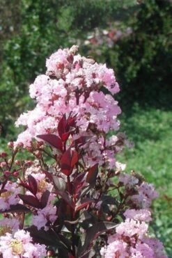 Rhapsody In Pink Crape Myrtle - 6 Pack Of 1 Gallon Pots -Plantify Shop Crape Myrtle Rhapsody In Pink 10 1