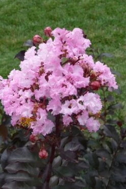 Rhapsody In Pink Crape Myrtle - 5 Gallon Pot -Plantify Shop Crape Myrtle Rhapsody In Pink 11 2