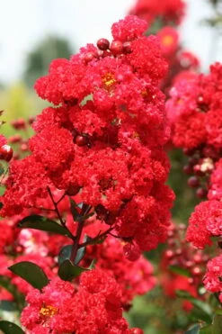 Ruffled Red Magic Crape Myrtle Tree (Single Trunk) - 7 Gallon Pot (5-6') -Plantify Shop Crape Myrtle Ruffled Red Magic 500x750 1