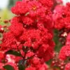 Ruffled Red Magic Crape Myrtle - 3 Gallon Pot -Plantify Shop Crape Myrtle Ruffled Red Magic 500x750 2