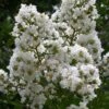 Sarah's Favorite Crape Myrtle - 5 Gallon Pot -Plantify Shop Crape Myrtle Sarahs Favorite 7 3