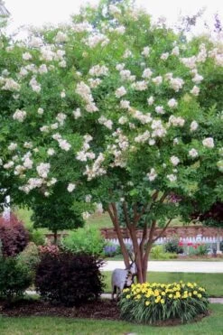Sarah's Favorite Crape Myrtle - 7 Gallon Pot (4-5') -Plantify Shop Crape Myrtle Sarahs Favorite 8 1
