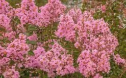 Sioux Pink Crape Myrtle - 1 Gallon Pot -Plantify Shop Crape Myrtle Sioux Pink 51