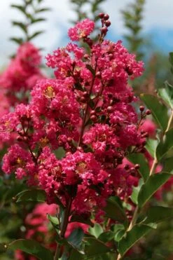 Tonto Red Crape Myrtle - 7 Gallon Pot (4-5') -Plantify Shop Crape Myrtle Tonto 10 3