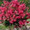 Tonto Red Crape Myrtle - 3 Gallon Pot -Plantify Shop Crape Myrtle Tonto 14 1