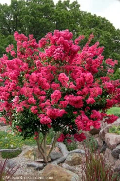 Tonto Red Crape Myrtle - 3 Gallon Pot