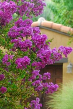 Zuni Purple Crape Myrtle - 1 Gallon Pot -Plantify Shop Crape Myrtle Zuni 2