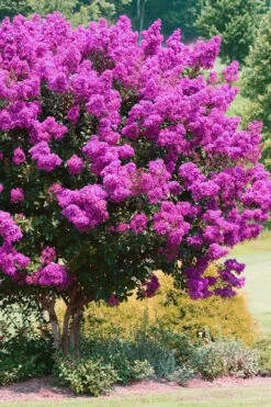 Zuni Purple Crape Myrtle - 6 Pack 1 Gallon Pots -Plantify Shop Crape Myrtle Zuni 4 1