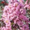 Rhapsody In Pink Crape Myrtle - 1 Gallon Pot
