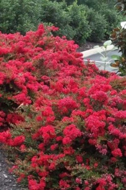 Cherry Dazzle Dwarf Crape Myrtle - 3 Gallon Pot 14 Cherry Dazzle Dwarf Crape Myrtle - 3 Gallon Pot -Plantify Shop Crape20Myrtle Cherry Dazzle 500x750 2