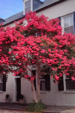 Tuscarora Watermelon Red Crape Myrtle - 5 Gallon Pot -Plantify Shop Crape20Myrtle Tuscarora 12