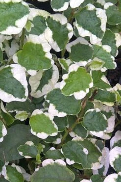 Variegated Creeping Fig - Ficus Pumila 'Variegata' - 6 Pack Of Pint Pots -Plantify Shop Creeping Fig Variegated Ficus Pumila Rev 500x750 2