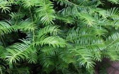 Creeping Japanese Plum Yew (Cephalotaxus Harringtonia 'Prostrata') - 2.5 Quart Pot -Plantify Shop Creeping japanese Plum Yew 1