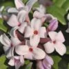 Eternal Fragrance Pink Summer Daphne - Daphne X Transatlantica 'BLAFRA' - 2 Gallon Pot -Plantify Shop Daphne Eternal Fragrance 1