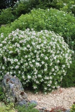 Eternal Fragrance Pink Summer Daphne - Daphne X Transatlantica 'BLAFRA' - 2 Gallon Pot -Plantify Shop Daphne Eternal Fragrance 5