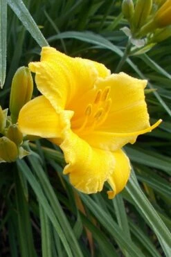 Evergreen Stella Daylily - 1 Gallon Pot -Plantify Shop Daylily Evergreen Stella 1