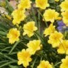 Evergreen Stella Daylily - 1 Gallon Pot -Plantify Shop Daylily Evergreen Stella 2