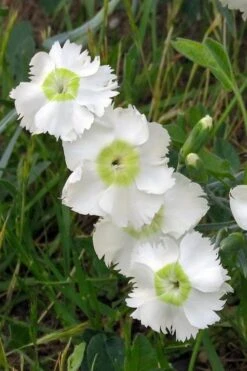 Charles Musgrave White Dianthus - 1 Gallon Pot -Plantify Shop Dianthus Charles Margrave 2