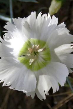 Charles Musgrave White Dianthus - 1 Gallon Pot -Plantify Shop Dianthus Charles Margrave 3