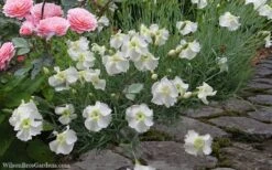 Charles Musgrave White Dianthus - 1 Gallon Pot -Plantify Shop Dianthus Charles Margrave 5