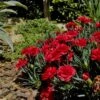 Super Trouper Velvet Red Dianthus - 2 Pack Of Quart Pots -Plantify Shop Dianthus Super Trouper Velvet Red 1 1