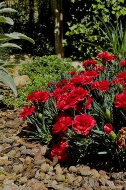 Super Trouper Velvet Red Dianthus (Carnation) - 5 Pack Of Quart Pots -Plantify Shop Dianthus Super Trouper Velvet Red 1