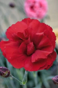 Super Trouper Velvet Red Dianthus - 2 Pack Of Quart Pots -Plantify Shop Dianthus Super Trouper Velvet Red 2