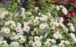 Popcorn Drift Groundcover Rose - 1 Gallon Pot -Plantify Shop Drift Rose Popcorn 21