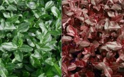 Purple Wintercreeper (Euonymus Fortunei 'Coloratus') - 6 Pack Of Pint Pots -Plantify Shop Euonymus Coloratus Purple Winter Creeper 50 1