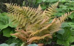 Autumn Fern (Dryopteris Erythrosora) - 5 Pack Of Quart Pots -Plantify Shop Fern Autumn 1