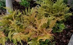 Autumn Fern (Dryopteris Erythrosora) - 5 Pack Of Quart Pots -Plantify Shop Fern Autumn 2