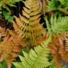 Autumn Fern (Dryopteris Erythrosora) - 5 Pack Of Quart Pots -Plantify Shop Fern Autumn 500x750 1
