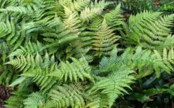 Autumn Fern (Dryopteris Erythrosora) - 5 Pack Of Quart Pots -Plantify Shop Fern Autumn Summer