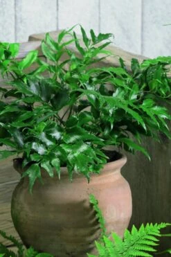 Japanese Holly Fern - Cyrtomium Falcatum 'Rochfordianum' - 2.5 Quart Pot -Plantify Shop Fern Japanese Holly 8
