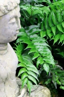 Japanese Holly Fern - Cyrtomium Falcatum 'Rochfordianum' - 2.5 Quart Pot -Plantify Shop Fern Japanese Holly 9