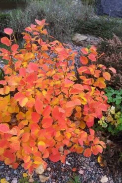 Blue Mist Fothergilla - 3 Gallon Pot -Plantify Shop Fothergilla Blue Mist 3