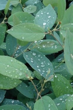 Blue Mist Fothergilla - 3 Gallon Pot -Plantify Shop Fothergilla Blue Mist 4