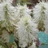 Blue Mist Fothergilla - 3 Gallon Pot -Plantify Shop Fothergilla Blue Mist 5