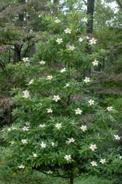 Sweet Tea Mountain Gordlinia - 3 Gallon Pot -Plantify Shop Gordlinia Sweet Tea 12