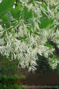 Grancy Graybeard - White Fringe Tree - 3 Gallon Pot -Plantify Shop Grancy Graybeard Tree 30 1