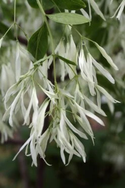 Grancy Graybeard - White Fringe Tree - 3 Gallon Pot -Plantify Shop Grancy Graybeard Tree 32 1
