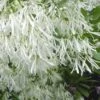 Grancy Graybeard - White Fringe Tree - 7 Gallon Pot (2-3') -Plantify Shop Grancy Graybeard Tree Flowers 21 500x750 3