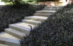 Black Mondo Grass - Ophiopogon Planiscapus 'Nigrescens' - 1 Gallon Pot -Plantify Shop Grass Mondo Black