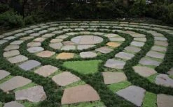 Kyoto Super Dwarf Mondo Grass - 3 Pack Of Pint Pots -Plantify Shop Grass Mondo Super Dwarf 2