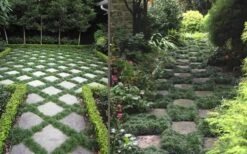 Kyoto Super Dwarf Mondo Grass - 3 Pack Of Pint Pots -Plantify Shop Grass Mondo Super Dwarf Combo