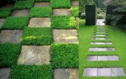 Dwarf Rupturewort Green Carpet (Herniaria Glabra) - 5 Pack Of Quart Pots -Plantify Shop Herniaria Dwarf Rutpurewort 2