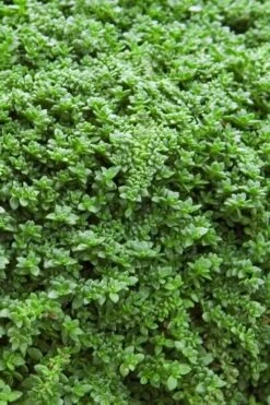 Dwarf Rupturewort Green Carpet (Herniaria Glabra) - 5 Pack Of Quart Pots -Plantify Shop Herniaria Dwarf Rutpurewort 20